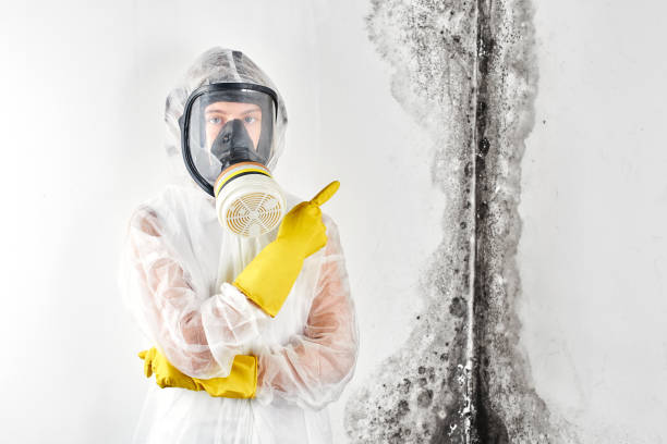 Mold Remediation for Vacation Homes in Brinckerhoff, NY